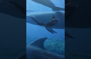 Ocean 🌊 | Relaxation Film #shorts