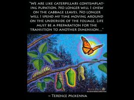 We are In Transition (Terence Mckenna)