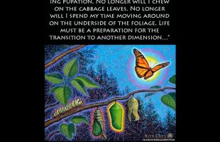 We are In Transition (Terence Mckenna)