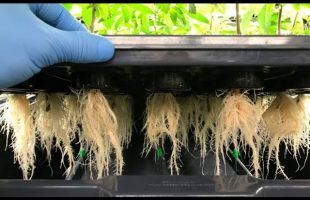 Growing with Hydroponics Part 2 – Aeroponics in Apartment Prepping Grid down Fruit Vegetables