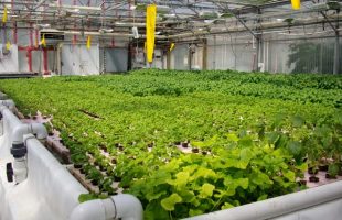 Growing with Hydroponics Part 1 – Aeroponics Wick NFT DWC in Apartment Prepping Fruit Vegetables