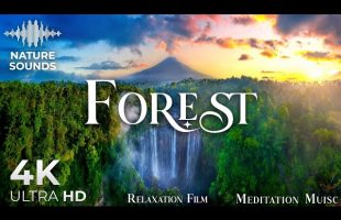 Tranquil Forest 4K • Deep Green Stillness & Soothing Sounds | Relaxation Film