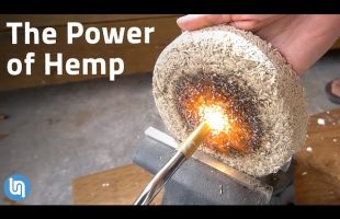 Exploring How This Plant Could Replace Concrete