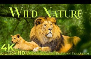 Savannah 4K • Untouched Landscapes with Peaceful Music | Relaxation Film