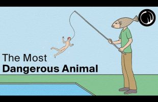 Possibly The Most Dangerous Animal In The World