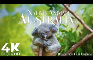 Australia Animals 4K • Native Wildlife with Peaceful Music | Relaxation Film