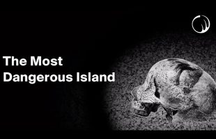The Last Uncontacted Island