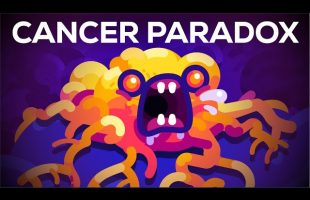 Why Blue Whales Don’t Get Cancer – Peto’s Paradox