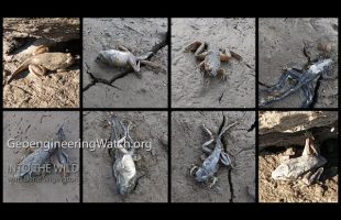 Frogs Found Fried Only Feet From Water, Why? ( Geoengineering Watch )