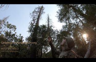 Into The Wild, With Dane Wigington, New Series ( Geoengineering Watch )