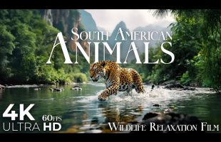 South America Animals 4K • Untamed Wildlife & Immersive Nature | Relaxation Film