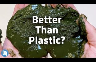 Why Algae Could be the Plastic of the Future #TeamSeas
