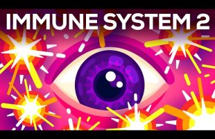 Tiny Bombs in your Blood – The Complement System