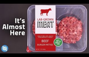 The Future of Meat – Lab Grown Meat Explained