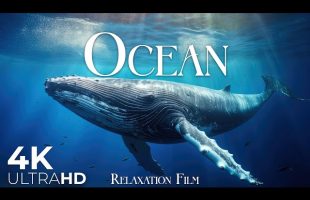 The Ocean 4K • Underwater Wonders with Deep Relaxing Music | Relaxation Film