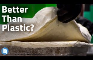 Is Mycelium Fungus the Plastic of the Future?