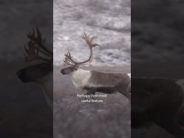 Arctic winter or Arctic summer, caribou have adapted to both. #AlaskasGrizzlyGauntlet
