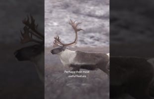 Arctic winter or Arctic summer, caribou have adapted to both. #AlaskasGrizzlyGauntlet