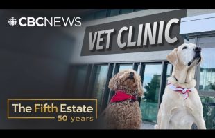 Inside the corporate battle over your pet’s health | The Fifth Estate