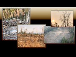 Climate Engineering, Clearcutting, And Record Wildfires ( Dane Wigington Geoengineering Watch )