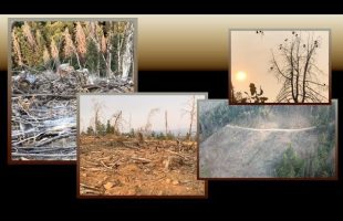 Climate Engineering, Clearcutting, And Record Wildfires ( Dane Wigington Geoengineering Watch )