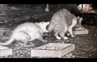 When Animals Messed with the Wrong Opponent