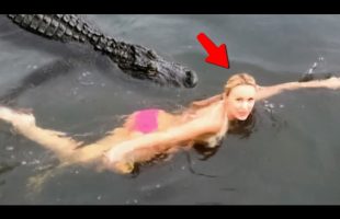 When Animals Went On A Rampage And Got Caught On Camera