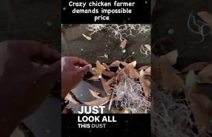 Barnyard Find: Audi RS7 #crazychickenfarmer #audi