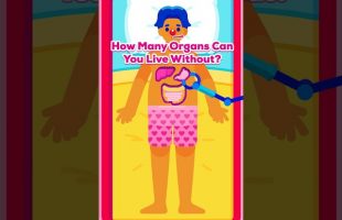 How many organs can YOU live without? Turns out: More than we thought.
