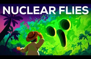 How Nuclear Flies Protect You from Flesh-Eating Parasites