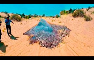 200 Incredible Moments Caught on Camera