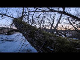 Terence McKenna – You Can Be A Free Human Being