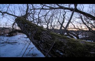Terence McKenna – You Can Be A Free Human Being