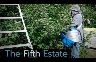 Bitter harvest: Canada’s migrant farm workers and COVID-19 – The Fifth Estate