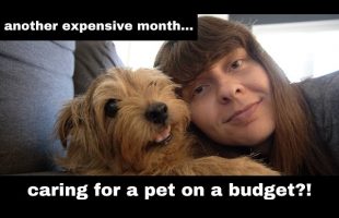 The vet bills never end… [September 2023 Monthly Money Recap]