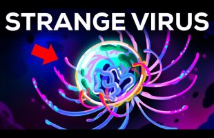Why Scientists Are Puzzled By This Virus