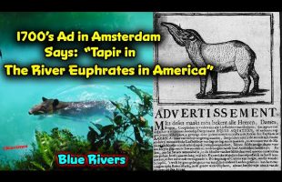 Tapir Caught in the River ( Euphrates ) in America !! 1700’s Ad From Amsterdam