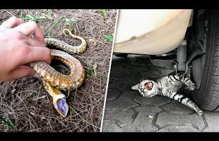 14 Overdramatic Animals Who Deserve an Oscar