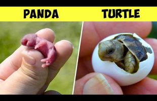 Here’s What Newborn Animals Look Like