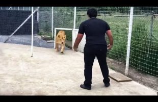 This Lion Has Spent 7 Years Without Seeing Its Master