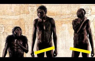 A Brief History Of The Star-man: Homo Naledi | Homo Species