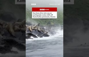 Sea lions dive into sea as earthquake hits Russia. #Russia #Earthquake #BBCNews
