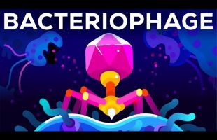 The Deadliest Being on Planet Earth – The Bacteriophage