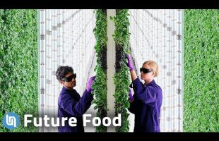 Is Vertical Farming the High Tech Future of Food?