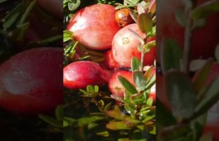 It’s #cranberry season!  Be #thankful you don’t have to harvest them yourself!