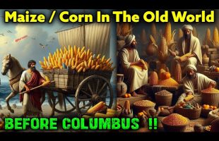 Maize Was In The Old World Before Columbus, Your Teacher Lies To You !! “TURKISH WHEAT” / CORN