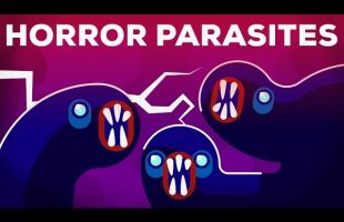 The Most Gruesome Parasites – Neglected Tropical Diseases – NTDs