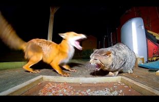 Angry Cats vs Wild Animals