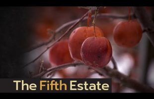 Inside an alleged immigration scheme to exploit foreign workers – The Fifth Estate
