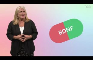 5.1 What Is the Basic Neurobiology of Recovery? – Addiction Treatment Course
